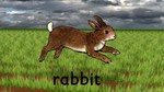 Rabbit
