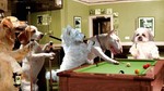Baby Dogs