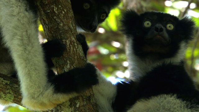 Madagascar Indri