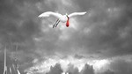 The Stork