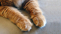 Click to play clip: Cashmere Cat - Guest mix