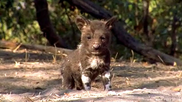 Natural World: A Wild Dog's Story