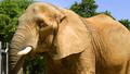Escape the Elephants: Sun, 13 Oct 2002