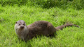 Tarka the Otter: Episode 4