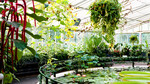 Paper Gardens: The Plant Hunters