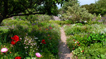 Up the Garden Path: Series 2: A Soft-Hearted Little Thing