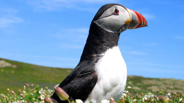 Wild: 2007: Puffin Island