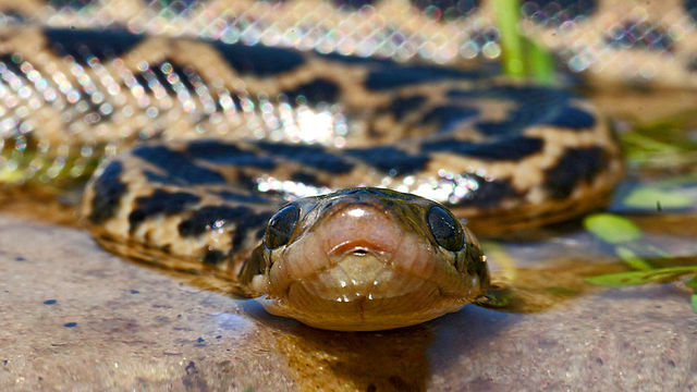 Life in Cold Blood: Sophisticated Serpents