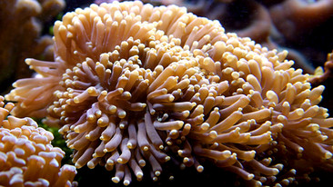 Wild: The Coral Gardener