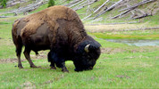 Badlands Raging Bulls: Badlands Raging Bulls