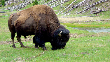 Wild: Badlands Raging Bulls