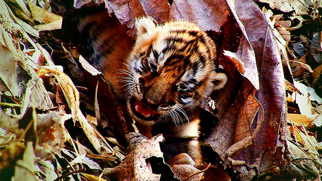 Tiger - Spy in the Jungle: Episode 3