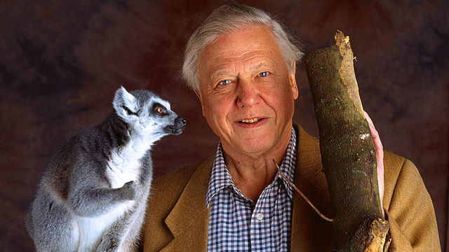 The Life of Mammals: Chisellers