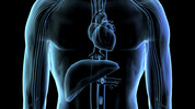 Between the Ears: Hearts, Lungs and Minds