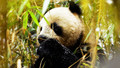 Wild China: 5. Land of the Panda