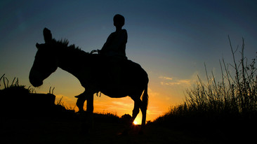 Travels With a Donkey: A Night among the Pines