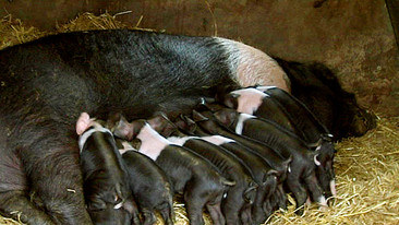 Jimmy Doherty's Farming Heroes: Northern Ireland