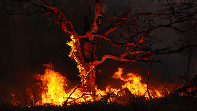 Panorama: Can Money Grow on Trees?