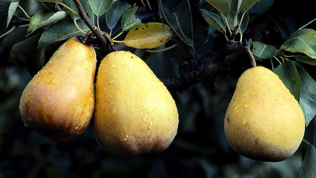 Food Programme: Can Britain become self sufficient?