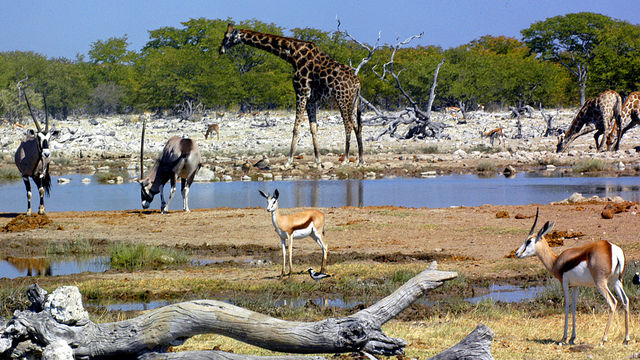 Wildlife on Two: A Graze with Danger
