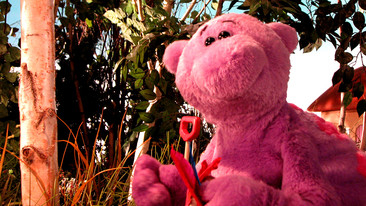 Big and Small: Series 1: The Mysterious Woods