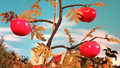 Big and Small - Series 1: 19. Smashing Tomatoes