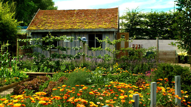 Gardeners' Question Time: 23/11/2008