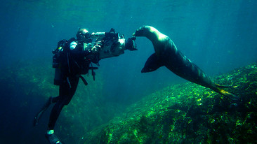 Oceans: Sea of Cortez