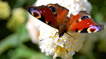 Wild About Your Garden: Tales from the Riverbank