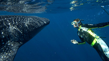 Natural World: 2008-2009: Whale Shark