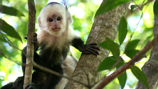 Natural World: 2008-2009: Clever Monkeys