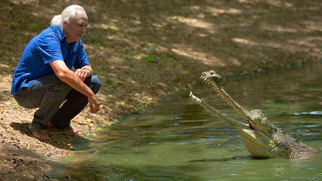 Natural World: 2008-2009: Crocodile Blues