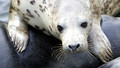 A View Through a Lens: 1. Seals