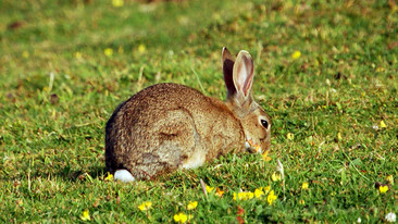 Kill It, Cook It, Eat It: Series 3: Rabbit