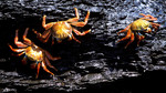 Afternoon Reading: Three Stories by Haruki Murakami: Crabs