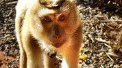 Animals at Work: 7. Nok Monkey School
