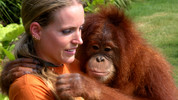 Animals at Work: 9. Surya the Eco-Orangutan