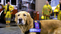Animals at Work: 11. Nellie the Truffle Hunter