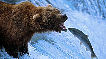 Nature's Great Events: The Great Salmon Run