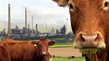 Natural World: 2008-2009: A Farm for the Future