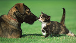 Listen to "Debating Animals" Now
