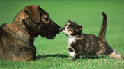 Debating Animals: Episode 2