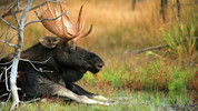 Yellowstone: 3. Autumn