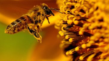 Who Killed the Honey Bee?