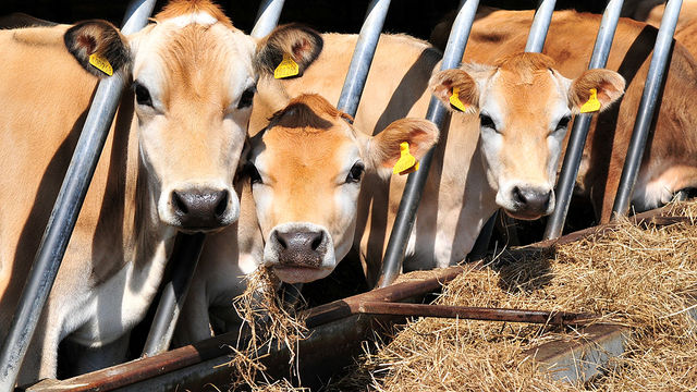 Food Programme: Farming on the Urban Fringe