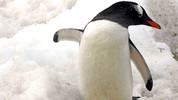 My Life as an Animal: 4. Penguins and Seals
