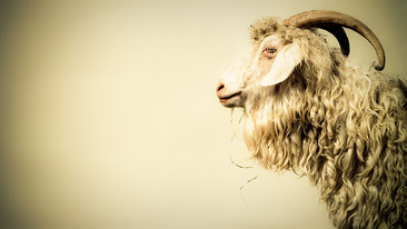 Afternoon Play: The Great Hargeisa Goat Bubble