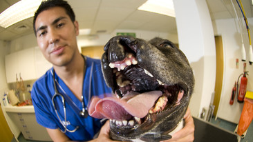 Bizarre Animal ER: Episode 1