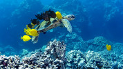 South Pacific: 3. Endless Blue