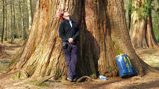 James and the Giant Tree